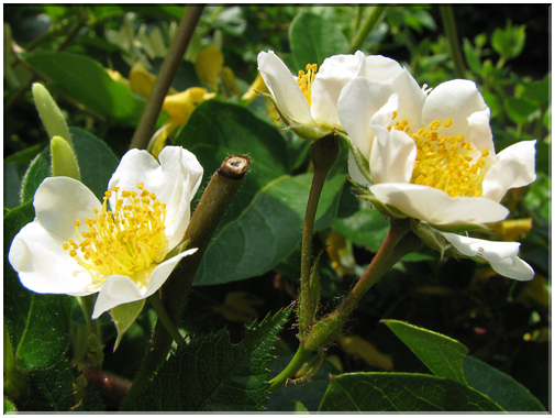 9440 Eglantine (Rosier des chiens).jpg