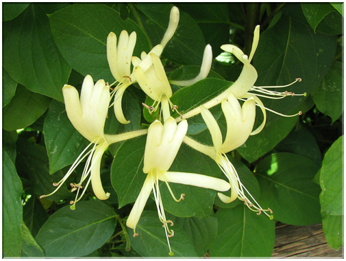 9441 Chèvrefeuille (Lonicera caprifolium).jpg