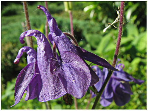 9442 Ancolie des jardins (Aquilegia vulgaris).jpg
