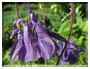 9442 Ancolie des jardins (Aquilegia vulgaris).jpg