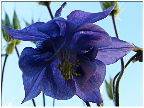 9443 Ancolie des jardins (Aquilegia vulgaris).jpg