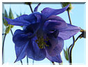 9443 Ancolie des jardins (Aquilegia vulgaris).jpg