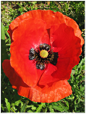 9444 Coquelicot (Papaver rhoeas).jpg