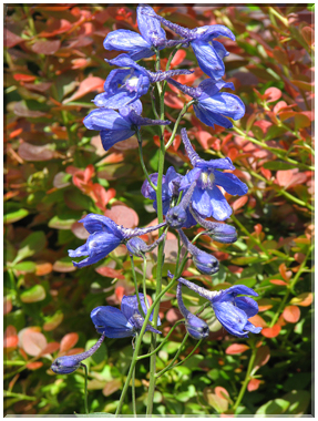 9445 Pied d'alouette (Delphinium ceratophorum).jpg