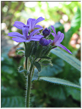 9446 Erine des Alpes (Erinus alpinus).jpg