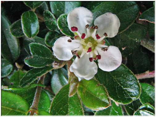 9447 Fleur de cotonéaster (Cotoneaster).jpg