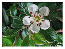 9447 Fleur de cotonéaster (Cotoneaster).jpg