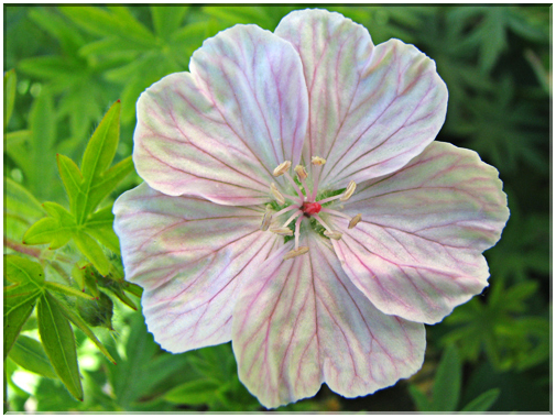 9448 Géranium lancastriense (G. sanguineum var. striatum).jpg