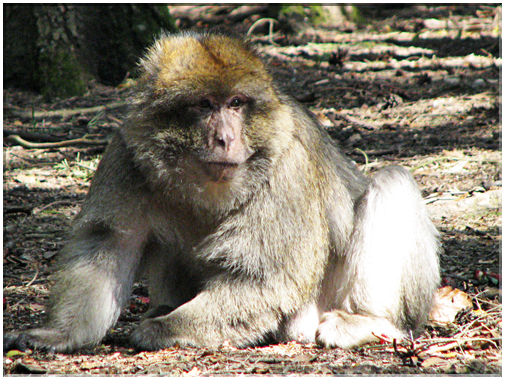 9452 Kientzheim-La montagne des singes Magots.jpg