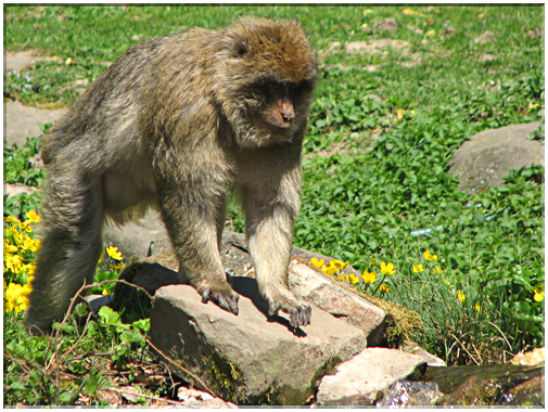 9453 Kientzheim-La montagne des singes Magots.jpg