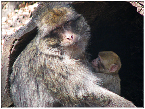9454 Kientzheim-La montagne des singes Magots.jpg