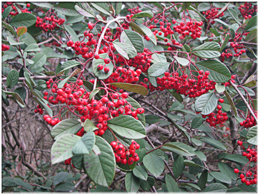 9463 Clermont le Fort-Des baies de cotonéaster.jpg
