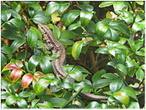 9473 Lézard.jpg
