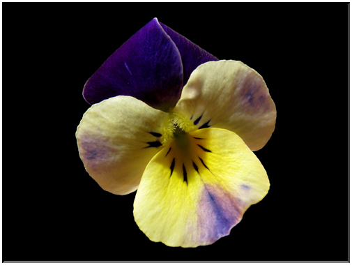 9476 Violette.jpg