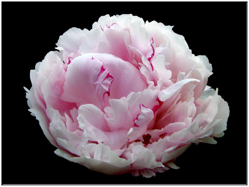 9478 Pivoine.jpg