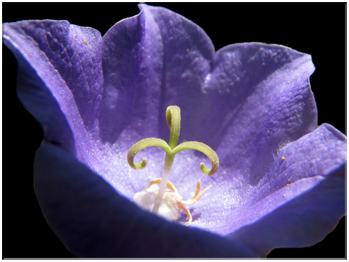 9480 Campanule.jpg