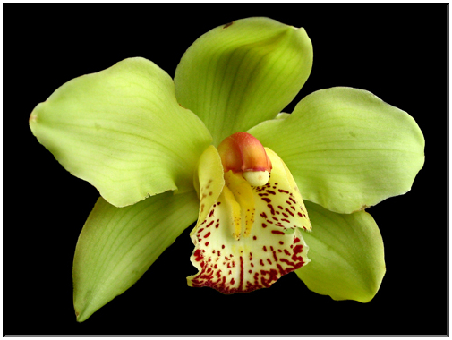 9481 Orchidée (Cymbidium).jpg