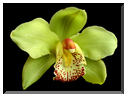 9481 Orchidée (Cymbidium).jpg