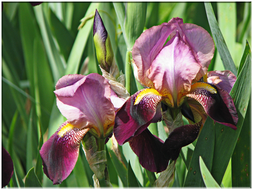 9483 Iris.jpg