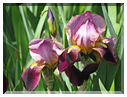 9483 Iris.jpg