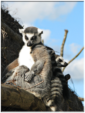 9490 Parc de Ste-Croix-Les lémuriens.jpg
