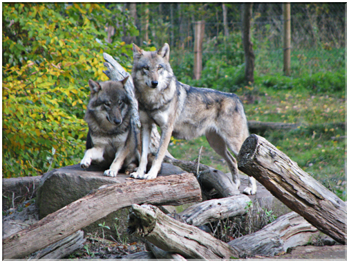 9491 Parc de Ste-Croix-Les loups d'Europe.jpg