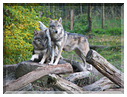 9491 Parc de Ste-Croix-Les loups d'Europe.jpg