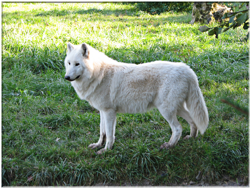 9492 Parc de Ste-Croix-Le loup polaire.jpg