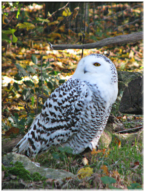 9493 Parc de Ste-Croix-Le harfang des neiges.jpg