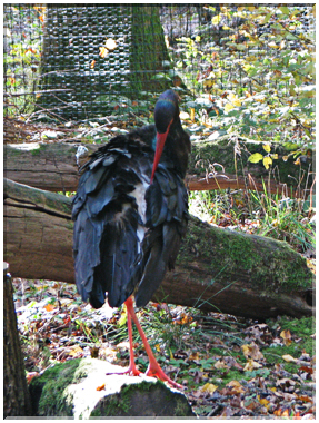 9494 Parc de Ste-Croix-La cigogne noire.jpg