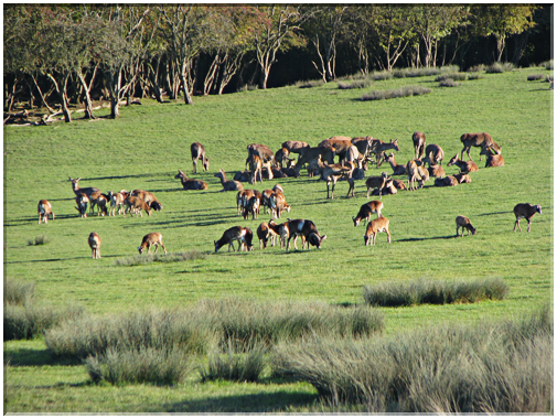 9495 Parc de Ste-Croix-La harde de cerfs.jpg