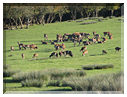 9495 Parc de Ste-Croix-La harde de cerfs.jpg