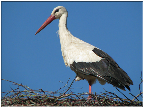9497 Cigogne blanche.jpg
