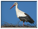 9497 Cigogne blanche.jpg