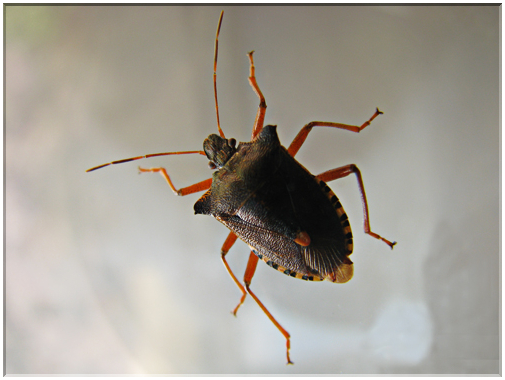 9536 Punaise (Carpocoris fucispinus).jpg