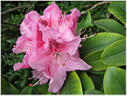 9537 Rhododendron.jpg
