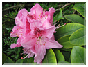 9537 Rhododendron.jpg