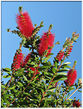 9552 Toulouse-Des rince-bouteilles (callistemon).jpg