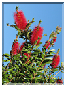 9552 Toulouse-Des rince-bouteilles (callistemon).jpg