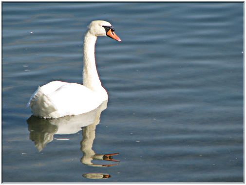 9555 Cygne.jpg