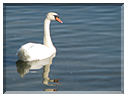 9555 Cygne.jpg