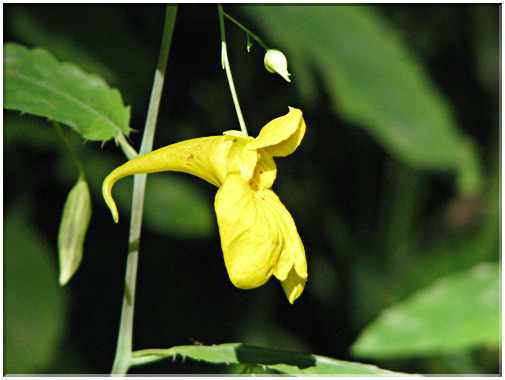 9558 Balsamine des bois.jpg