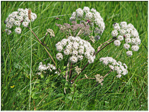 9560 Herbe aux goutteux.jpg