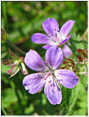 9561 Géranium des prés.jpg