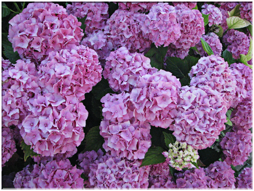 9576 Hortensia en fleurs.jpg