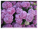 9576 Hortensia en fleurs.jpg