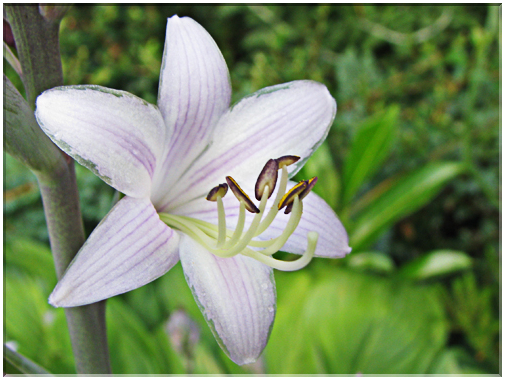 9578 Hosta.jpg