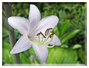 9578 Hosta.jpg