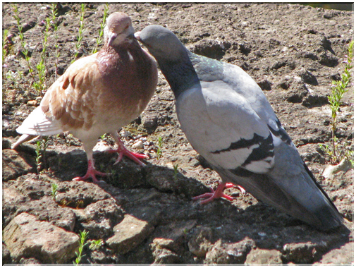 9588 Pigeons.jpg