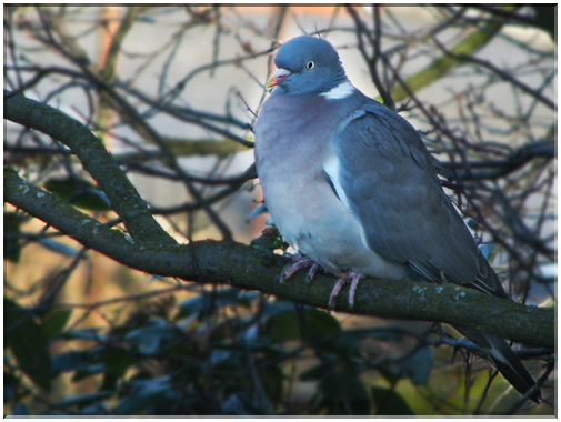9646 Pigeon ramier (palombe).jpg